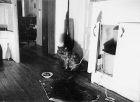 03-matted_persian