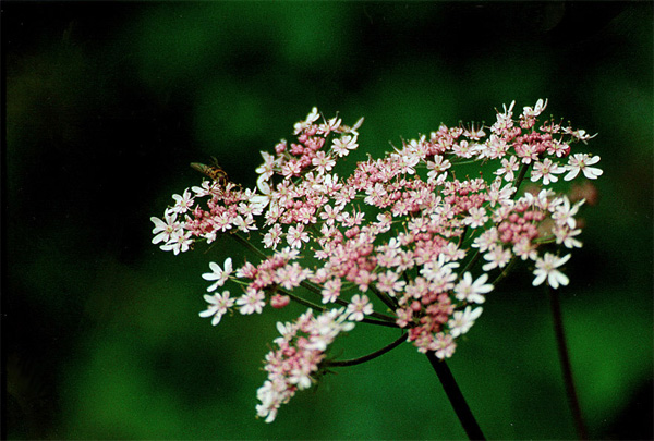 09-Flowers