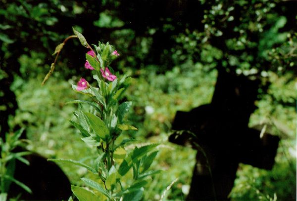 10-Flowers+Cross