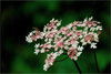 09-Flowers
