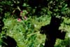 10-Flowers+Cross