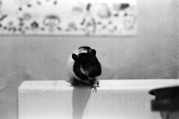 13-Rat_Stove