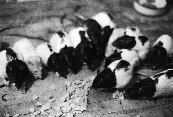 16-Dinner