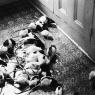 Pet Rats