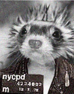 Sid Vicious is arrested for the murder of Nancy Spungen, New York, October 12, 1978.

"I did it because I'm a dirty dog ferret," he allegedly told police.