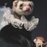 Historical Reenactments by Ferrets