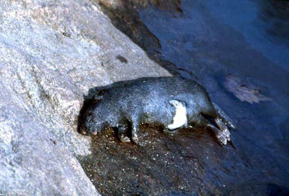 Rat - Central Park Lake