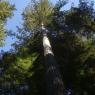 Northern California