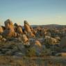 Joshua Tree