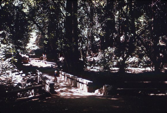 JP-MuirWoods