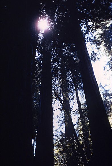 MuirWoods