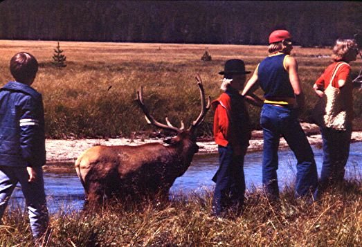 JP-Yellowstone